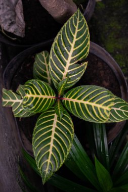 Sanchezia Speciosa Aphelandra yaprağının üst görüntüsü, çizgili sarı çizgi yaprak deseni.