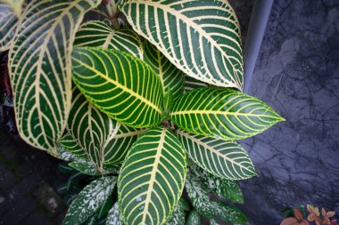 Sanchezia Speciosa Aphelandra yaprağının üst görüntüsü, çizgili sarı çizgi yaprak deseni.