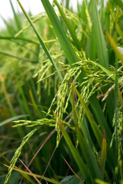 Genç çeltik hala sarı yeşil