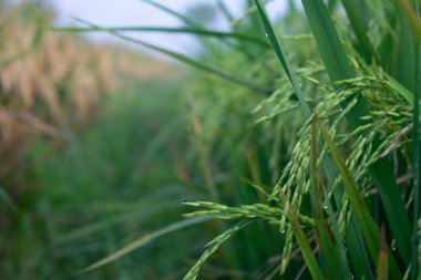 Genç çeltik hala sarı yeşil