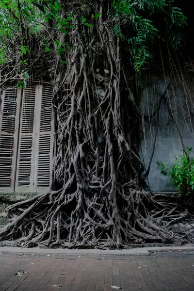 Büyük kökler tarihi bina duvarında, kökler Kota Lama 'da, Semarang City, Endonezya' da.