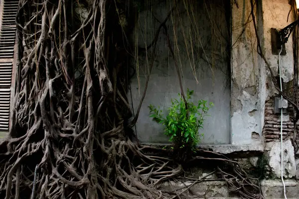 stock image big roots on old wall of historical building, tree of roots in Kota Lama, Semarang City, Indonesia.