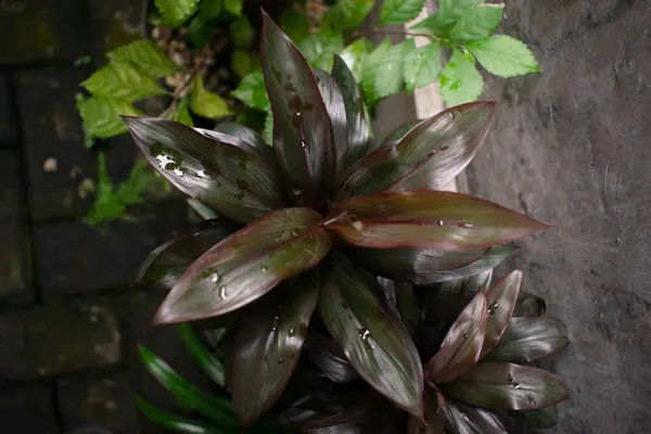 Üst Manzara Cordyline Fruticosa çiçeği, ev bitkisi yetiştirme