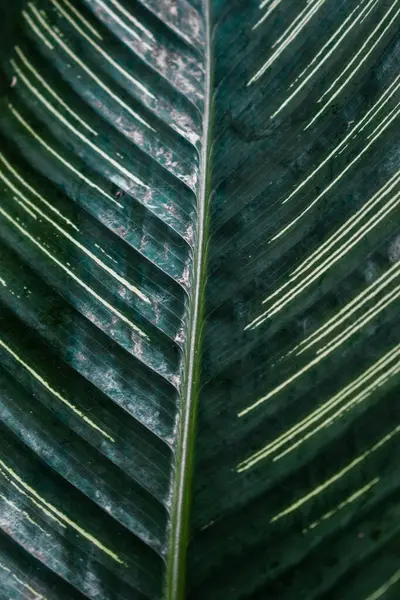 Goeppertia louisae yaprak arkaplan deseninin çizgili çizgi deseni