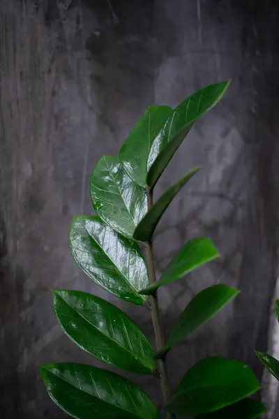 stock image Houseplant in front of house with other plant as background