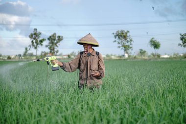 Yaşlı bir erkek çiftçi pirinç yeşili tarlasına böcek ilacı sıkıyor. Pirinç tarlasını bitki böceklerinden koru. Yaşlılar doğada çalışıyor.