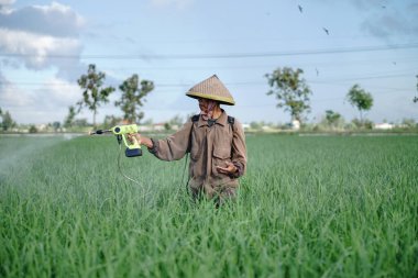 Yaşlı bir erkek çiftçi pirinç yeşili tarlasına böcek ilacı sıkıyor. Pirinç tarlasını bitki böceklerinden koru. Yaşlılar doğada çalışıyor.