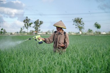 Yaşlı bir erkek çiftçi pirinç yeşili tarlasına böcek ilacı sıkıyor. Pirinç tarlasını bitki böceklerinden koru. Yaşlılar doğada çalışıyor.