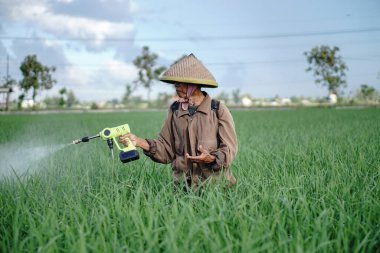 Yaşlı bir erkek çiftçi pirinç yeşili tarlasına böcek ilacı sıkıyor. Pirinç tarlasını bitki böceklerinden koru. Yaşlılar doğada çalışıyor.