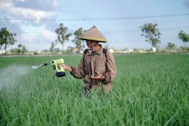 Yaşlı bir erkek çiftçi pirinç yeşili tarlasına böcek ilacı sıkıyor. Pirinç tarlasını bitki böceklerinden koru. Yaşlılar doğada çalışıyor.