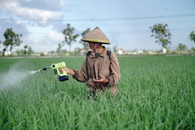 Yaşlı bir erkek çiftçi pirinç yeşili tarlasına böcek ilacı sıkıyor. Pirinç tarlasını bitki böceklerinden koru. Yaşlılar doğada çalışıyor.