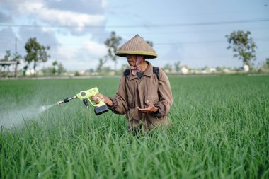 Yaşlı bir erkek çiftçi pirinç yeşili tarlasına böcek ilacı sıkıyor. Pirinç tarlasını bitki böceklerinden koru. Yaşlılar doğada çalışıyor.