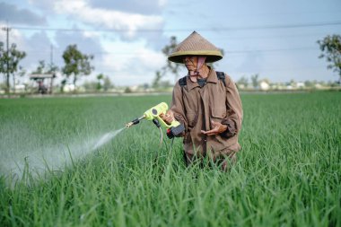 Yaşlı bir erkek çiftçi pirinç yeşili tarlasına böcek ilacı sıkıyor. Pirinç tarlasını bitki böceklerinden koru. Yaşlılar doğada çalışıyor.