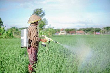 Yaşlı bir erkek çiftçi pirinç yeşili tarlasına böcek ilacı sıkıyor. Pirinç tarlasını bitki böceklerinden koru. Yaşlılar doğada çalışıyor.