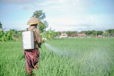 Yaşlı bir erkek çiftçi pirinç yeşili tarlasına böcek ilacı sıkıyor. Pirinç tarlasını bitki böceklerinden koru. Yaşlılar doğada çalışıyor.