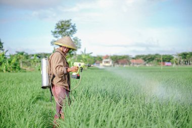 Yaşlı bir erkek çiftçi pirinç yeşili tarlasına böcek ilacı sıkıyor. Pirinç tarlasını bitki böceklerinden koru. Yaşlılar doğada çalışıyor.