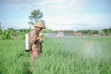 Yaşlı bir erkek çiftçi pirinç yeşili tarlasına böcek ilacı sıkıyor. Pirinç tarlasını bitki böceklerinden koru. Yaşlılar doğada çalışıyor.