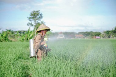 Yaşlı bir erkek çiftçi pirinç yeşili tarlasına böcek ilacı sıkıyor. Pirinç tarlasını bitki böceklerinden koru. Yaşlılar doğada çalışıyor.