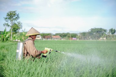 Yaşlı bir erkek çiftçi pirinç yeşili tarlasına böcek ilacı sıkıyor. Pirinç tarlasını bitki böceklerinden koru. Yaşlılar doğada çalışıyor.