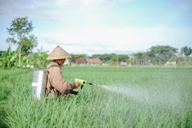 Yaşlı bir erkek çiftçi pirinç yeşili tarlasına böcek ilacı sıkıyor. Pirinç tarlasını bitki böceklerinden koru. Yaşlılar doğada çalışıyor.