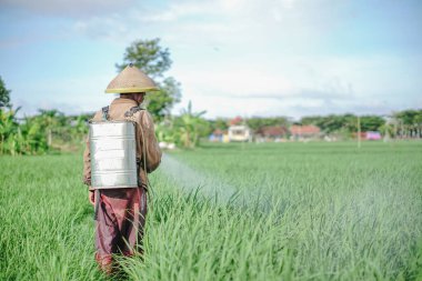 Yaşlı bir erkek çiftçi pirinç yeşili tarlasına böcek ilacı sıkıyor. Pirinç tarlasını bitki böceklerinden koru. Yaşlılar doğada çalışıyor.