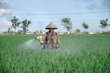 Yaşlı bir erkek çiftçi pirinç yeşili tarlasına böcek ilacı sıkıyor. Pirinç tarlasını bitki böceklerinden koru. Yaşlılar doğada çalışıyor.