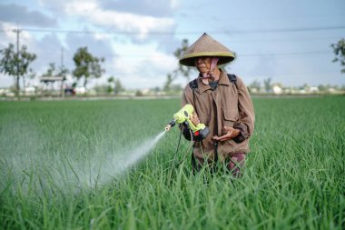 Yaşlı bir erkek çiftçi pirinç yeşili tarlasına böcek ilacı sıkıyor. Pirinç tarlasını bitki böceklerinden koru. Yaşlılar doğada çalışıyor.