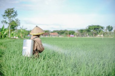 Yaşlı bir erkek çiftçi pirinç yeşili tarlasına böcek ilacı sıkıyor. Pirinç tarlasını bitki böceklerinden koru. Yaşlılar doğada çalışıyor.