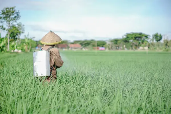 Yaşlı bir erkek çiftçi pirinç yeşili tarlasına böcek ilacı sıkıyor. Pirinç tarlasını bitki böceklerinden koru. Yaşlılar doğada çalışıyor.