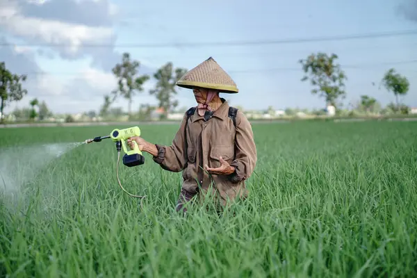 Yaşlı bir erkek çiftçi pirinç yeşili tarlasına böcek ilacı sıkıyor. Pirinç tarlasını bitki böceklerinden koru. Yaşlılar doğada çalışıyor.