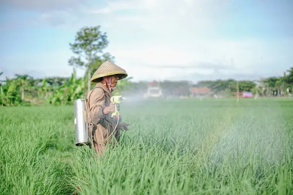 Yaşlı bir erkek çiftçi pirinç yeşili tarlasına böcek ilacı sıkıyor. Pirinç tarlasını bitki böceklerinden koru. Yaşlılar doğada çalışıyor.