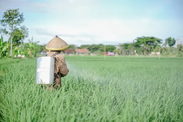 Yaşlı bir erkek çiftçi pirinç yeşili tarlasına böcek ilacı sıkıyor. Pirinç tarlasını bitki böceklerinden koru. Yaşlılar doğada çalışıyor.