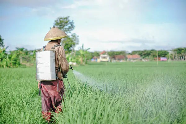 Yaşlı bir erkek çiftçi pirinç yeşili tarlasına böcek ilacı sıkıyor. Pirinç tarlasını bitki böceklerinden koru. Yaşlılar doğada çalışıyor.