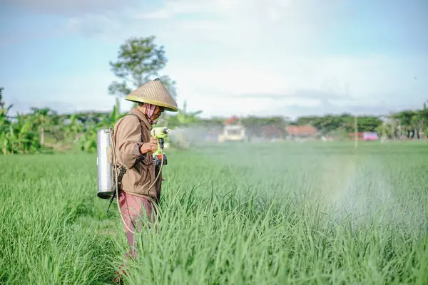 Yaşlı bir erkek çiftçi pirinç yeşili tarlasına böcek ilacı sıkıyor. Pirinç tarlasını bitki böceklerinden koru. Yaşlılar doğada çalışıyor.
