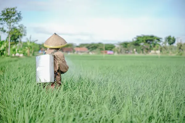 Yaşlı bir erkek çiftçi pirinç yeşili tarlasına böcek ilacı sıkıyor. Pirinç tarlasını bitki böceklerinden koru. Yaşlılar doğada çalışıyor.