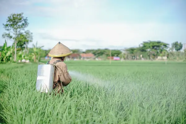 Yaşlı bir erkek çiftçi pirinç yeşili tarlasına böcek ilacı sıkıyor. Pirinç tarlasını bitki böceklerinden koru. Yaşlılar doğada çalışıyor.