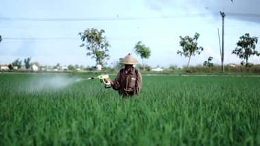 Ağır çekimde yaşlı bir erkek çiftçi pirinç yeşili tarlasına böcek ilacı püskürtüyor. Pirinç tarlasını bitki böceklerinden koru. Yaşlılar doğada çalışıyor..