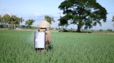 Ağır çekimde yaşlı bir erkek çiftçi pirinç yeşili tarlasına böcek ilacı püskürtüyor. Pirinç tarlasını bitki böceklerinden koru. Yaşlılar doğada çalışıyor..