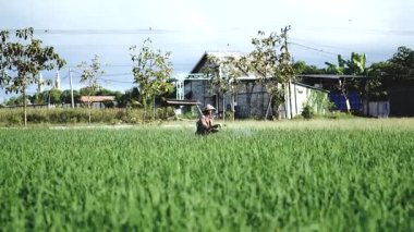 Yaşlı bir erkek çiftçi pirinç yeşili tarlasına böcek ilacı sıkıyor. Pirinç tarlasını bitki böceklerinden koru. Yaşlılar doğada çalışıyor..