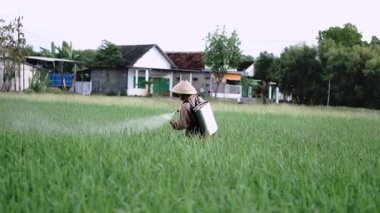 Ağır çekimde yaşlı bir erkek çiftçi pirinç yeşili tarlasına böcek ilacı püskürtüyor. Pirinç tarlasını bitki böceklerinden koru. Yaşlılar doğada çalışıyor..