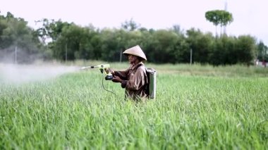 Ağır çekimde yaşlı bir erkek çiftçi pirinç yeşili tarlasına böcek ilacı püskürtüyor. Pirinç tarlasını bitki böceklerinden koru. Yaşlılar doğada çalışıyor..