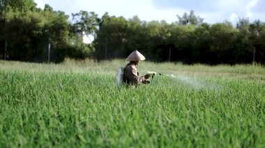 Yaşlı bir erkek çiftçi pirinç yeşili tarlasına böcek ilacı sıkıyor. Pirinç tarlasını bitki böceklerinden koru. Yaşlılar doğada çalışıyor..