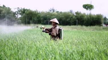 Ağır çekimde yaşlı bir erkek çiftçi pirinç yeşili tarlasına böcek ilacı püskürtüyor. Pirinç tarlasını bitki böceklerinden koru. Yaşlılar doğada çalışıyor..