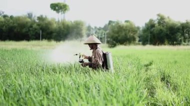 Ağır çekimde yaşlı bir erkek çiftçi pirinç yeşili tarlasına böcek ilacı püskürtüyor. Pirinç tarlasını bitki böceklerinden koru. Yaşlılar doğada çalışıyor..