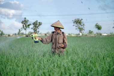 Yaşlı bir erkek çiftçi pirinç yeşili tarlasına böcek ilacı sıkıyor. Pirinç tarlasını bitki böceklerinden koru. Yaşlılar doğada çalışıyor.