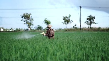 Ağır çekimde yaşlı bir erkek çiftçi pirinç yeşili tarlasına böcek ilacı püskürtüyor. Pirinç tarlasını bitki böceklerinden koru. Yaşlılar doğada çalışıyor..