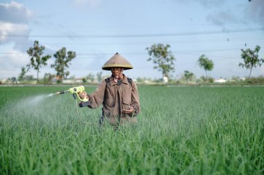 Yaşlı bir erkek çiftçi pirinç yeşili tarlasına böcek ilacı sıkıyor. Pirinç tarlasını bitki böceklerinden koru. Yaşlılar doğada çalışıyor.