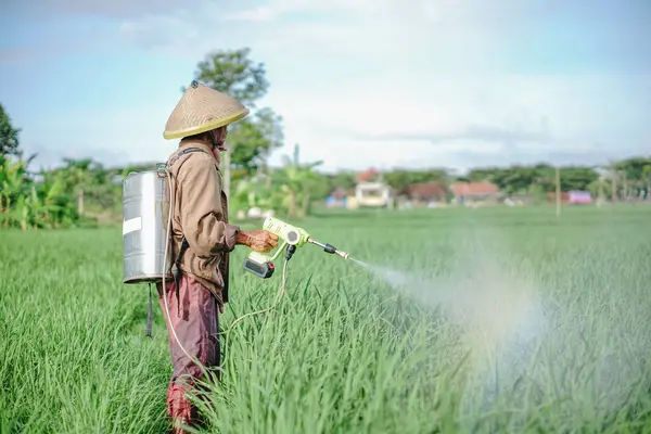 Yaşlı bir erkek çiftçi pirinç yeşili tarlasına böcek ilacı sıkıyor. Pirinç tarlasını bitki böceklerinden koru. Yaşlılar doğada çalışıyor.