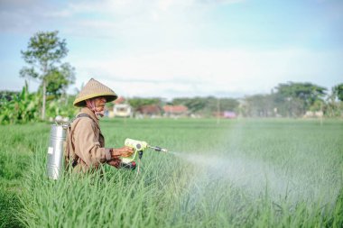 Yaşlı bir erkek çiftçi pirinç yeşili tarlasına böcek ilacı sıkıyor. Pirinç tarlasını bitki böceklerinden koru. Yaşlılar doğada çalışıyor.