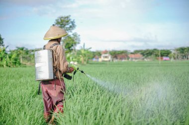 Yaşlı bir erkek çiftçi pirinç yeşili tarlasına böcek ilacı sıkıyor. Pirinç tarlasını bitki böceklerinden koru. Yaşlılar doğada çalışıyor.